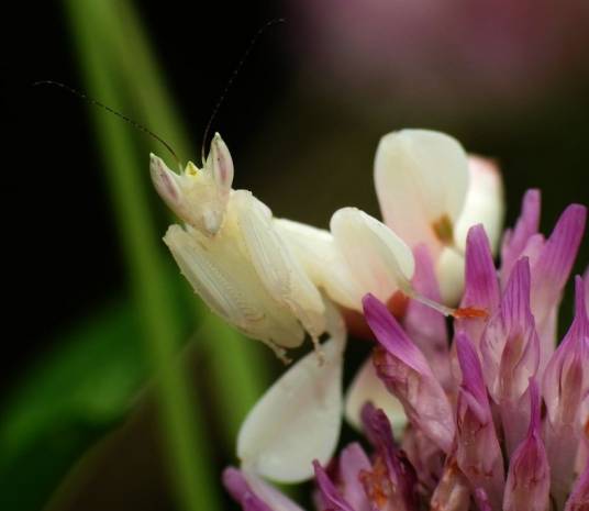 兰花螳螂（螳螂目花螳科动物）
