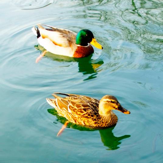 野鸭（雁形目鸭科动物）