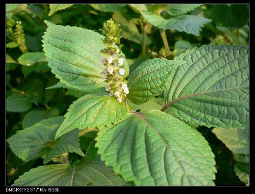 苏子叶（直立草本植物）