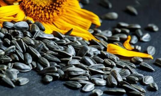 葵花籽（菊科向日葵属植物）