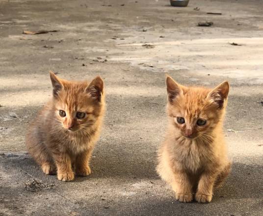 流浪猫（无主、长期在野外生存的猫）