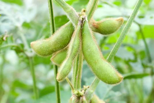 豆荚