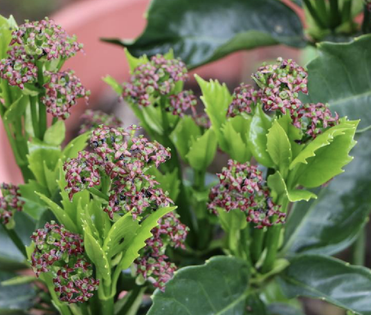 青木（丝缨花科桃叶珊瑚属植物）