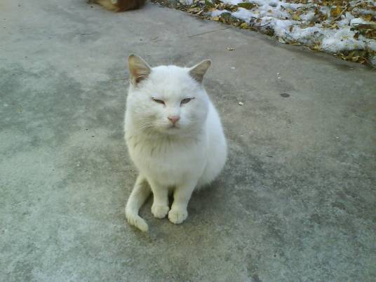 猫鼻支