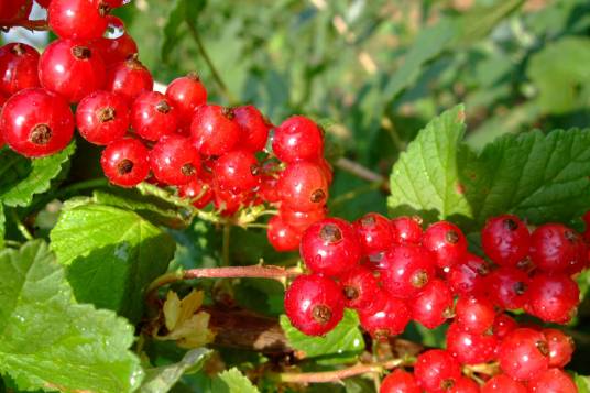 醋栗（醋栗科醋栗植物）