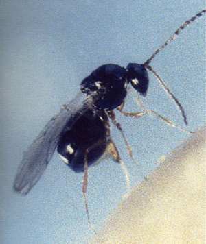 宿主（自然生物）