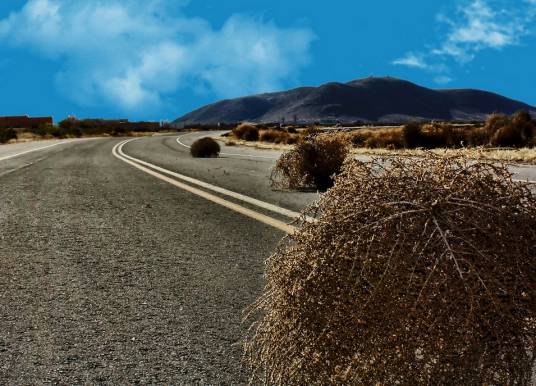 风滚草（藜科俄罗斯刺沙蓬）