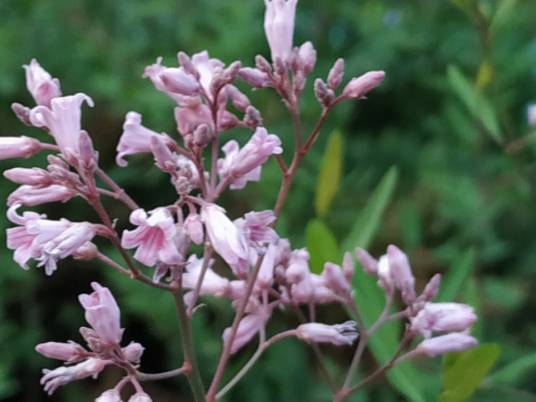 罗布麻(夹竹桃科罗布麻属植物)