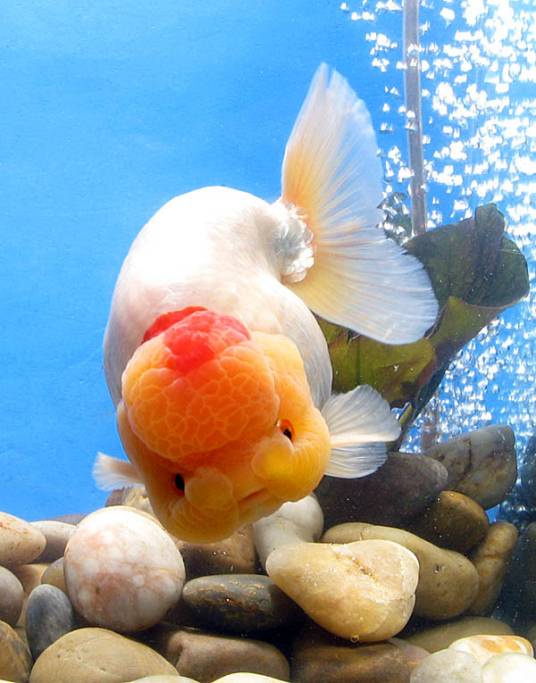 兰寿(鲤科鲫属动物)