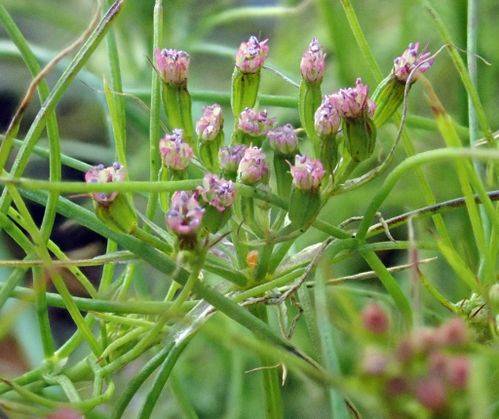 孜然（伞形科植物伞形科孜然芹属植物）