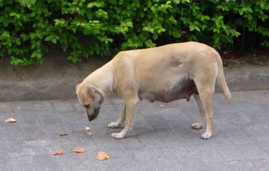 母狗（动物母犬）