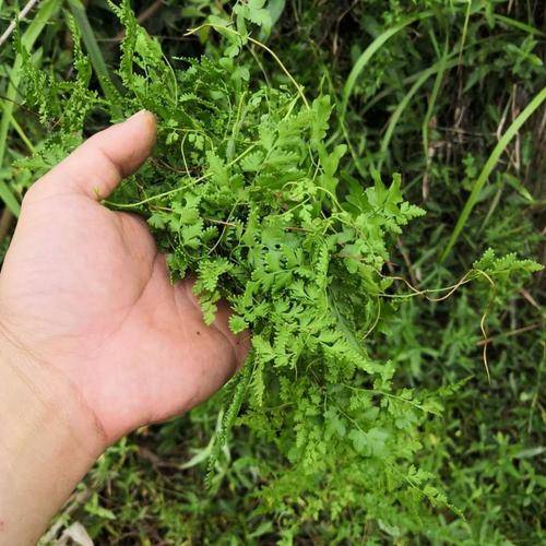 海金沙（中医药）