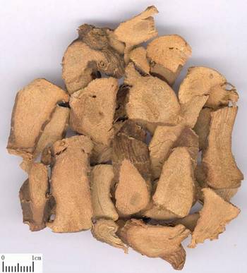 高良姜（草药）