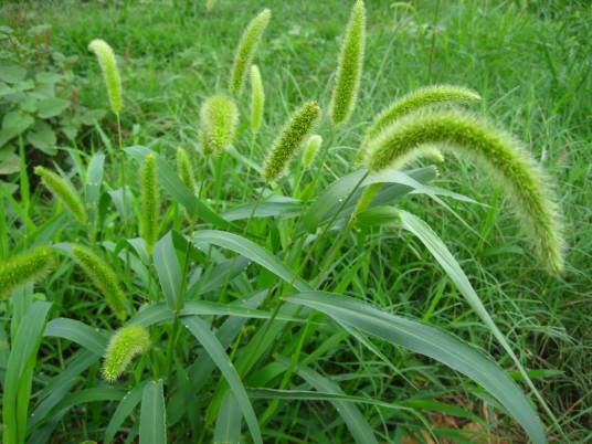 狗尾巴草（禾本科狗尾草属植物）