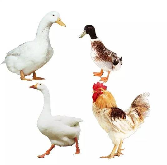 家禽（人工豢养的鸟类动物）