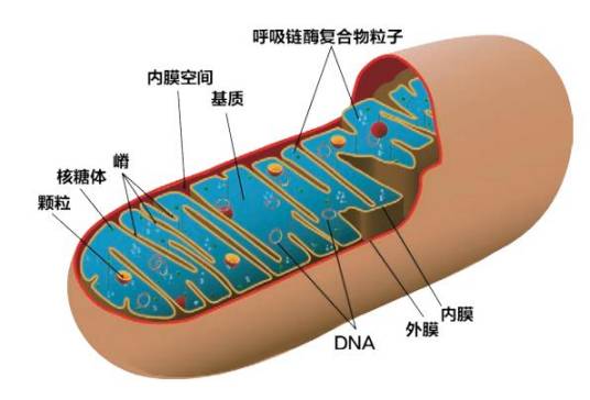 线粒体（生物学术语）