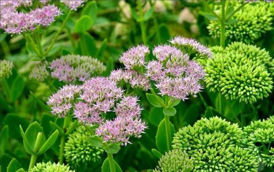 八宝(景天科八宝属植物)