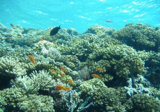 珊瑚礁(珊瑚目的动物形成的海洋生态)