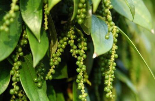 胡椒（胡椒科胡椒属植物）