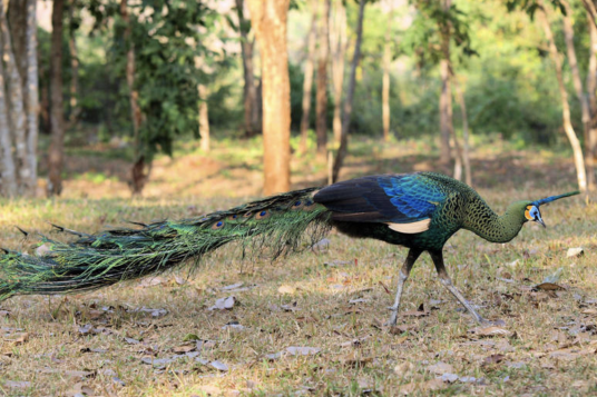 绿孔雀（雉科孔雀属鸟类）
