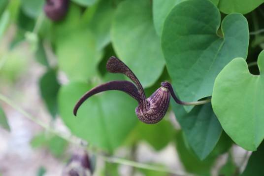 马兜铃(马兜铃科马兜铃属植物)