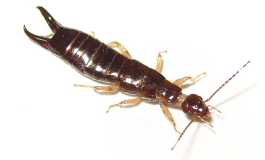 蠼螋(革翅目蠼螋科的统称)