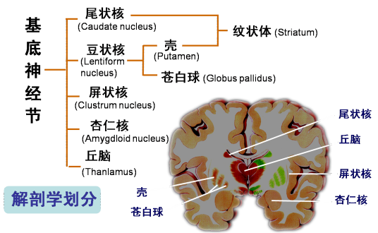 神经内科（关于神经方面的二级学科）