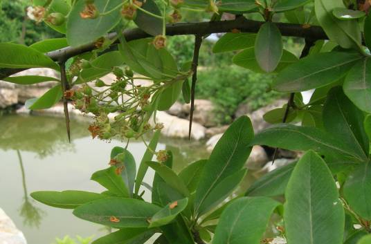 火棘(蔷薇科火棘属植物)