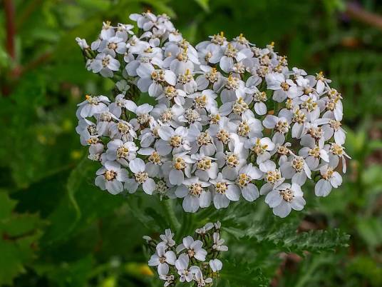 蓍草（菊科植物）