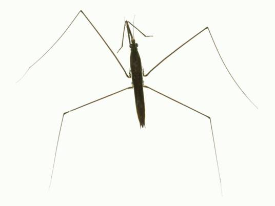 水黾（水生半翅目类昆虫）