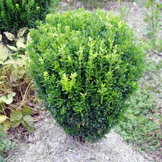 小叶黄杨（黄杨科黄杨属植物）