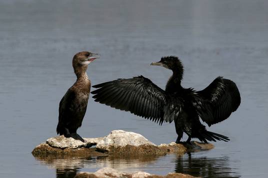 鸬鹚（鲣鸟目鸬鹚属鸟类）