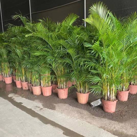 散尾葵（棕榈科金果椰属植物）