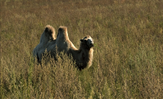 驼峰（动物部位）