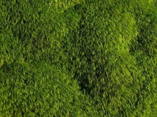 青苔（苔藓类植物）