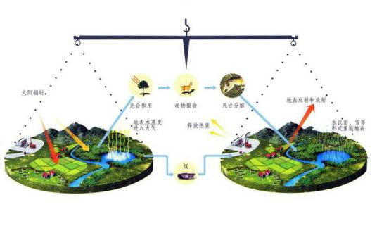 生物圈（地球上最大的生态系统）