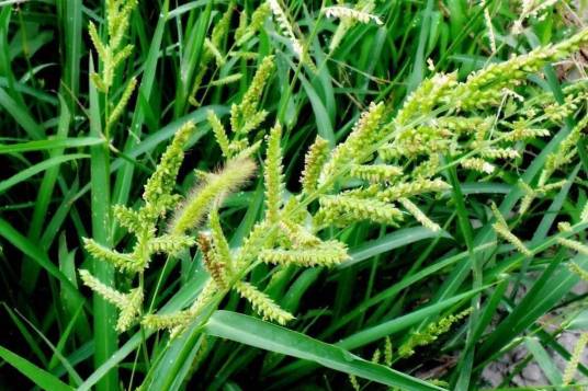 稗(禾本科稗属植物)