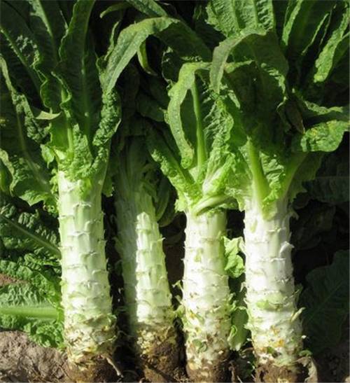 莴笋（菊科莴苣属植物）
