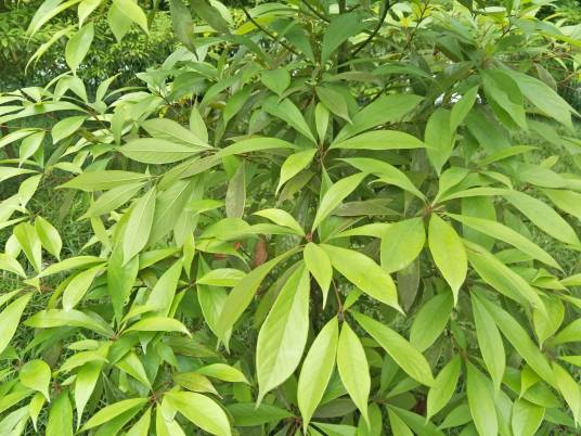 金丝楠（樟科楠属植物）