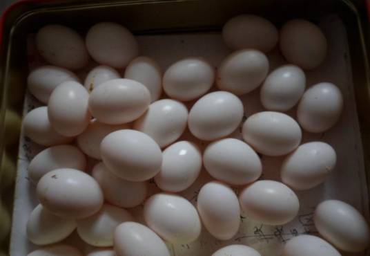 鸽子蛋（鸽子的卵）