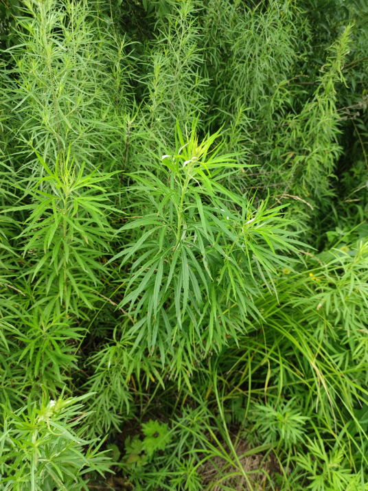 蒌蒿(菊科蒿属的一种植物)