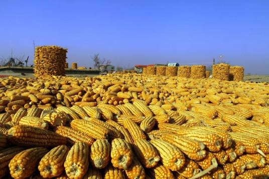 丰收（汉语词语）