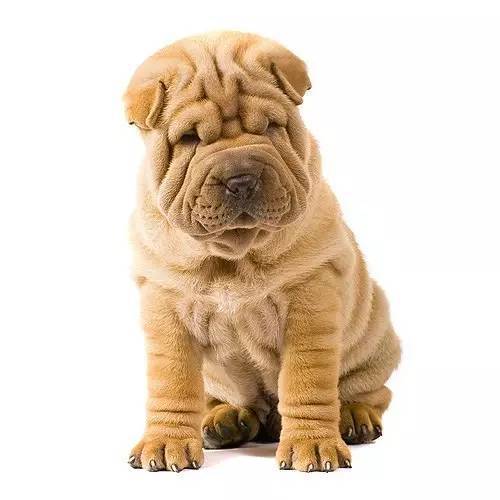 沙皮犬