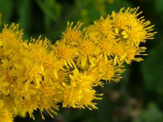 加拿大一枝黄花（菊目菊科植物）
