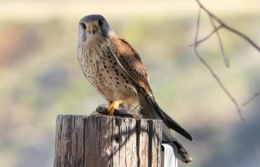 红隼（隼科隼属鸟类）