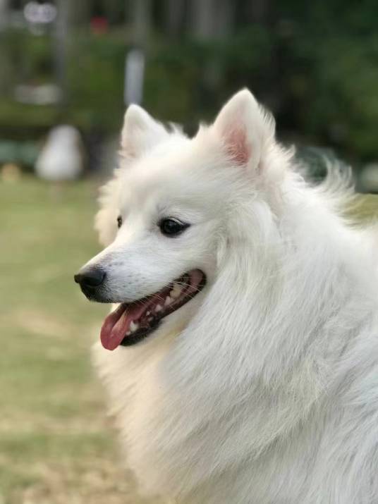 银狐犬(食肉目犬科动物)