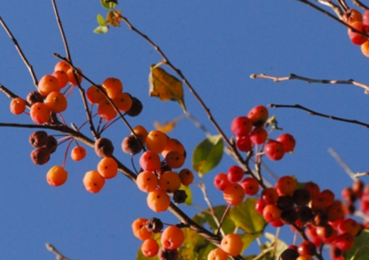 楸子（蔷薇科苹果属植物）