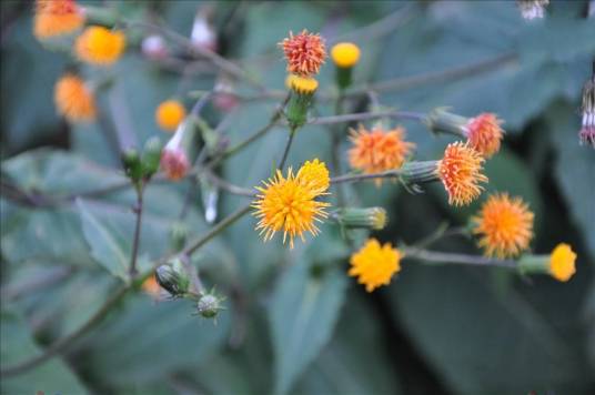 木耳菜（菊科菊三七属植物）