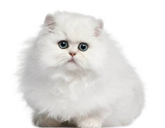 宠物猫(人们为了消除孤寂或出于娱乐目的而豢养的动物)