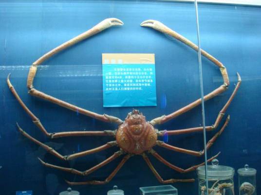 蜘蛛蟹